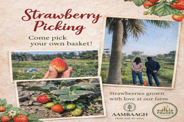 Strawberry Picking @ Aambaagh